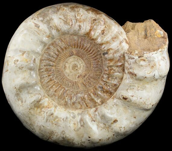 Massive, Wide Jurassic Ammonite Fossil - Madagascar #51855